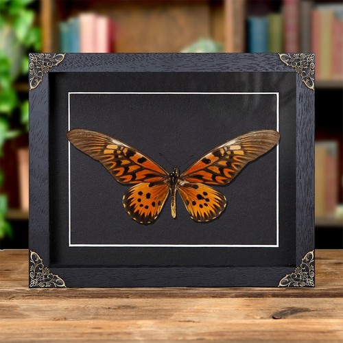 Giant african swallowtail - giant,
