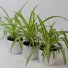 3 x Spider Plant Chlorophytum , Plant Home Garden in 9cm Plastic/Ceramic Pot