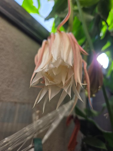 Brahma kamal queeen night - brahma, kamal,queeen
