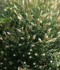 LARGE 6ft inc. pot Buddleja White Profusion 15litre size, white flowered