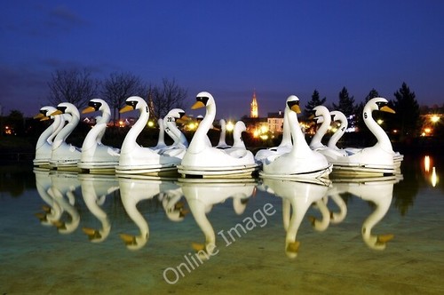 Photo 6x4 the pickie - photo, swans'
