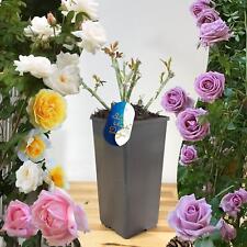 Scented Climbing Bush Rose