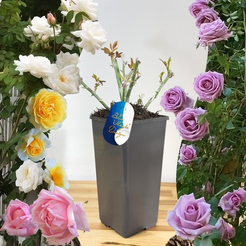 Scented climbing bush rose - scented,