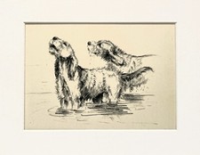 Otterhound dogs vintage sketch