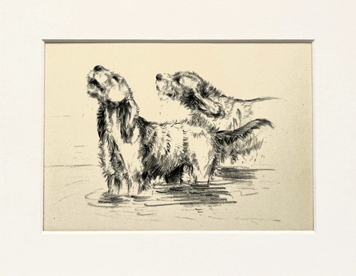 Otterhound dogs vintage sketch