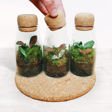 The Cork Bottle Fittonia Terrarium - Tiny Enclosed Ecosystem - Zero Plastic