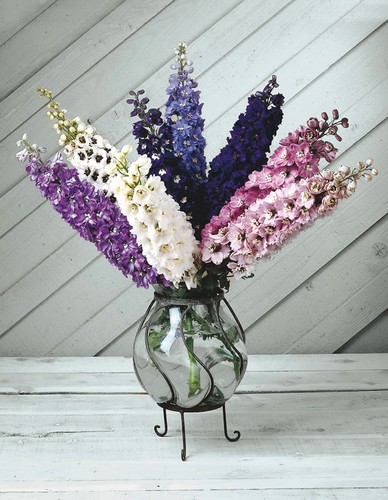 Delphinium magic fountains - delphinium,