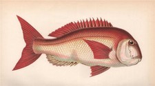 COUCH. Fish'S SEA BREAM. Pagrus orphus, Pogellus Rondeletii. COUCH. Fish 1862