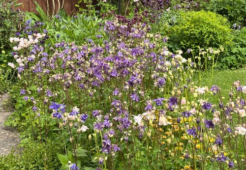 Aquilegia seeds from - my, garden