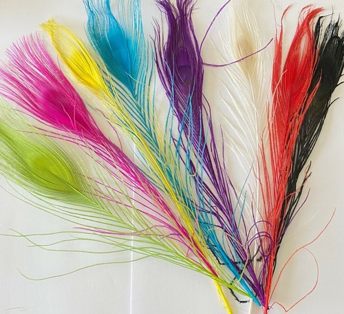 Pack peacock tail - peacock,