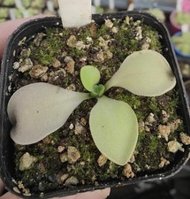 Pinguicula  " Titan "