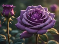 Rare Violet Rose Seeds Garden perennial Plant Flower  Viable Seeds UK