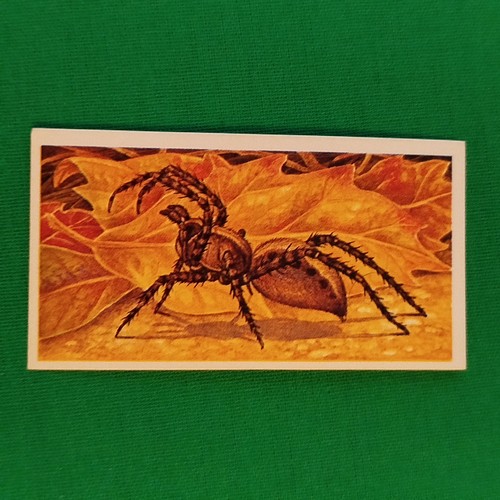Wolf spider brooke - 30, bond