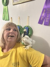 Combo 6+Silkie Hen’s Choice