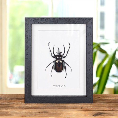 Atlas taxidermy beetle frame - atlas,