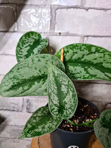 Satin pothos - pothos, (scindapsus)