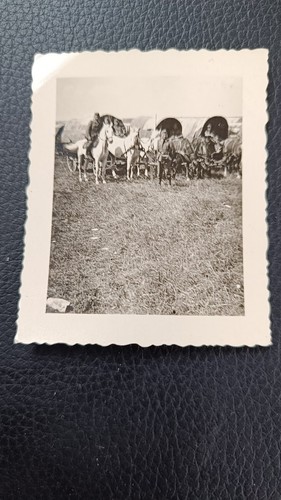 Ww2 german photo horse - ww2,