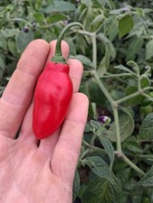 10 Alberto Locoto Tree Chilli Rocoto Manzano Pubescens Pepper Seeds  Perennial 