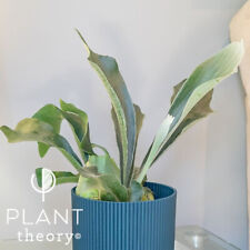 35cm Platycerium Bifurcatum Common Staghorn Fern Indoor Plant 12cm Pot