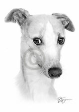 WHIPPET dog pencil drawing art print A4/A3 signed artwork by UK artist