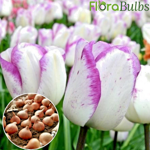 Triumph tulip bulbs - tulip,