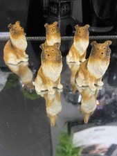 Miniature Rough Collie/Sheltie