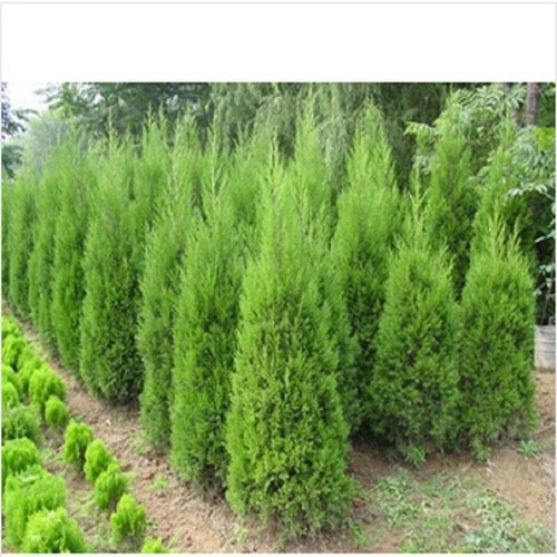 Conifer cypress trees - ,