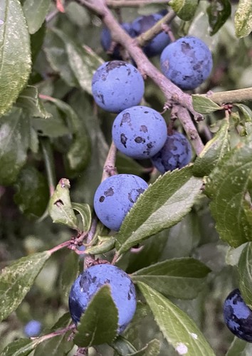 500g fresh nottinghamshire - 500g,