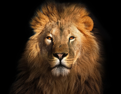Lion face wall sticker - lion,