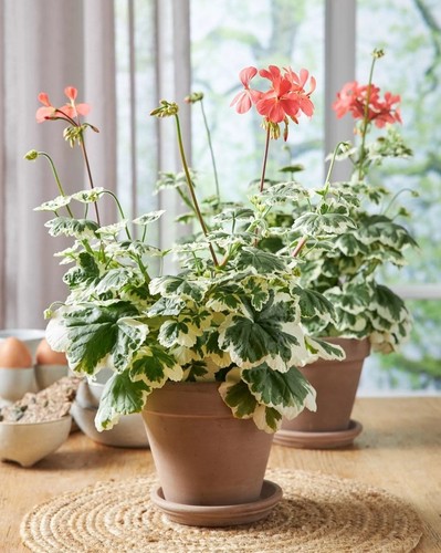 Pelargonium geranium frank - geranium,