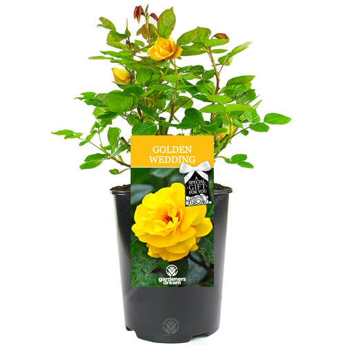 Golden wedding rose 50th - wedding,