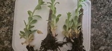 5 bare root Sedum Autumn Joy |