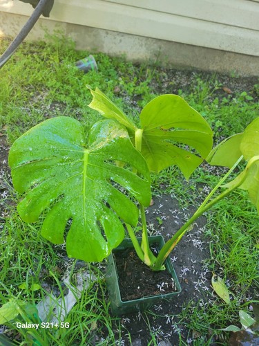 Monstera deliciosa swiss - deliciosa, ,swiss