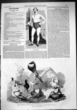 Old 1864 Prize Pigeons