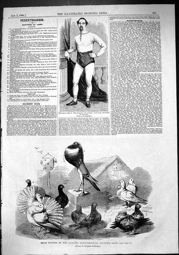 Old 1864 prize pigeons - 1864,