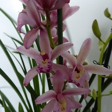 Cymbidium  Orchid Indoor