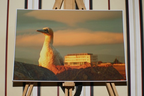 The gannet midland - gannet,