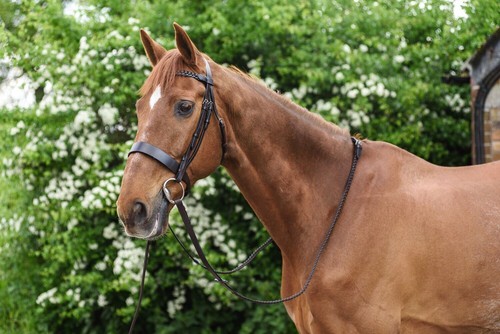 Besler horse leather - besler,
