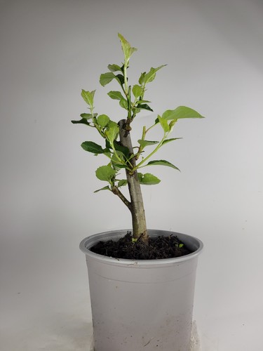 Crab apple starter - crab, bonsai