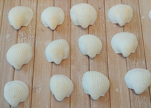200 small cockle - 200, white