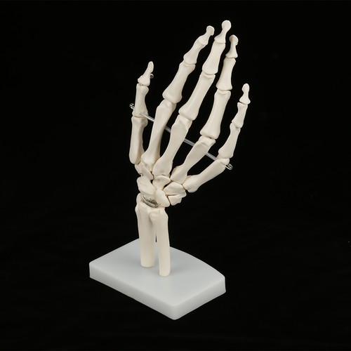 Anatomical hand skeleton model - hand,
