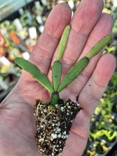 Hatiora gaertneri / Rhipsalidopsis  Easter cactus one rooted cutting.....