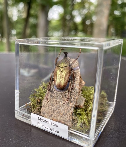 Mycteristes rhinophyllus - mycteristes,