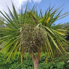 Cordyline Australis - 50 Seeds