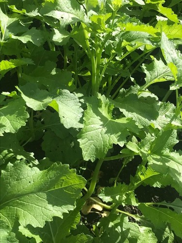 Vegetable mustard oriental - vegetable, (