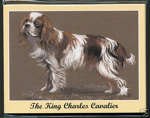 King charles cavalier - cavalier, spaniel