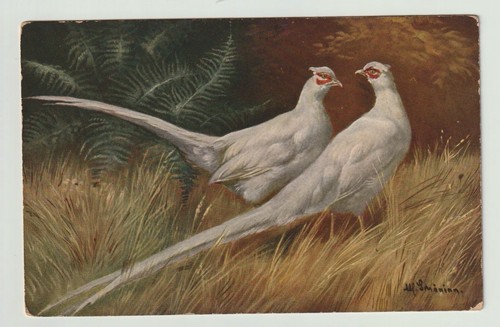 Tuck oilette postcard white - oilette,