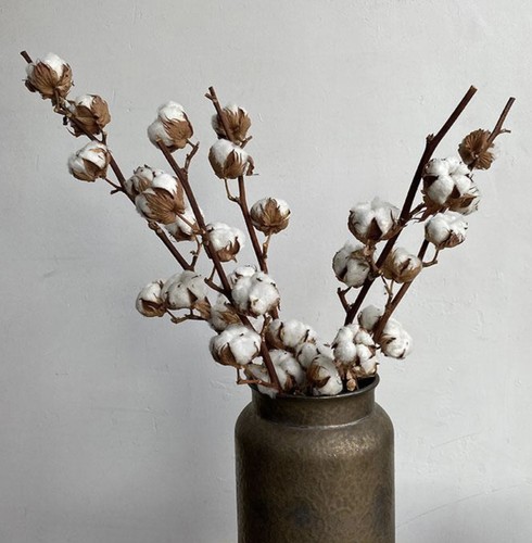 Tall natural dried - tall,