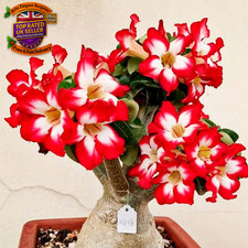 Desert Rose-Hardy