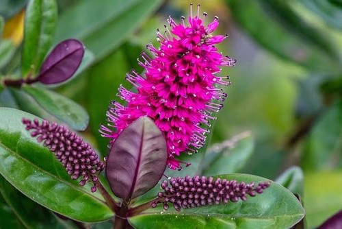 Hebe speciosa seduisante - speciosa,